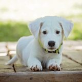 cucciolo cagnolino