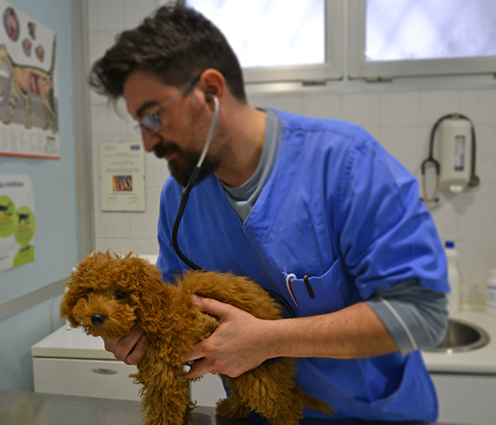 cardiologia veterinaria Valsangone