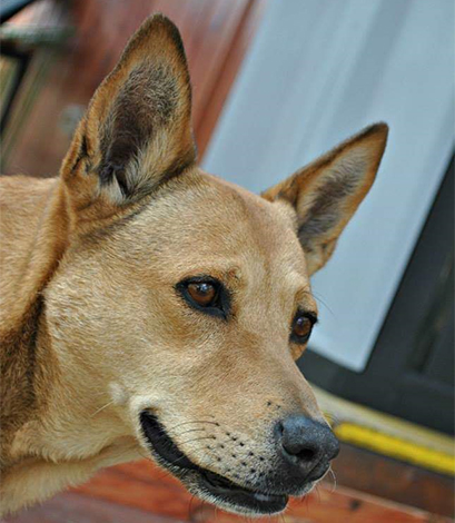 Ambulatorio Veterinario Valsangone